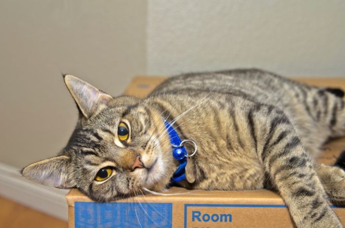 Moving with Cats